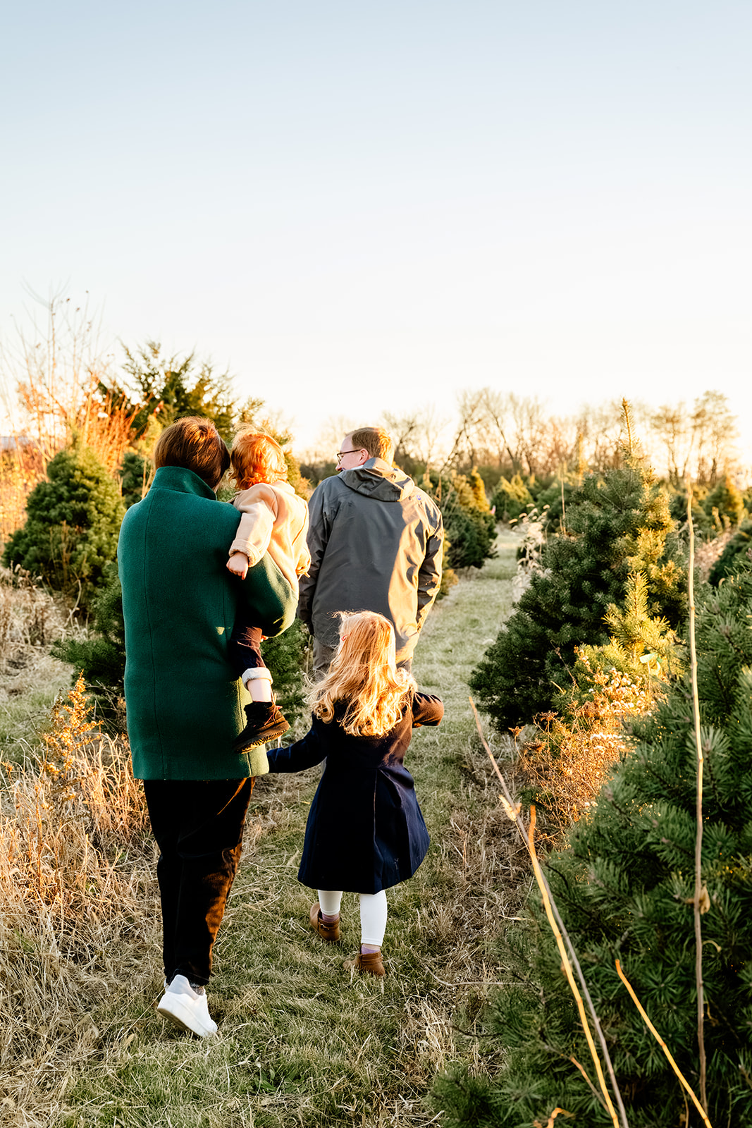A mom and dad walk with their two toddlers at sunset through a christmas tree farm before visiting sledding hills in Naperville